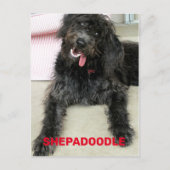 Carte Postale Race de chien Shepadoodle heureuse et idiote (Devant)