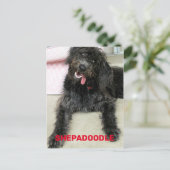 Carte Postale Race de chien Shepadoodle heureuse et idiote (Debout devant)