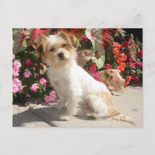 Carte Postale Race Terrier mixte Secourt Doggie
