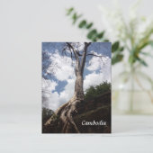 Carte Postale racine de l'arbre du prohm (Debout devant)