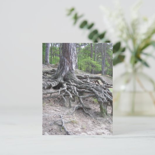 Carte Postale Racines (Debout devant)