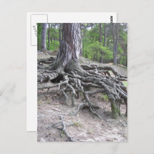 Carte Postale Racines (Devant / Derrière)