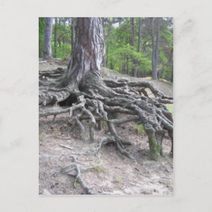 Carte Postale Racines