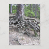 Carte Postale Racines (Devant)