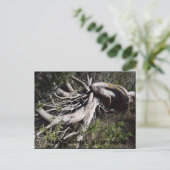 Carte Postale Racines (Debout devant)