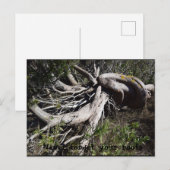 Carte Postale Racines (Devant / Derrière)