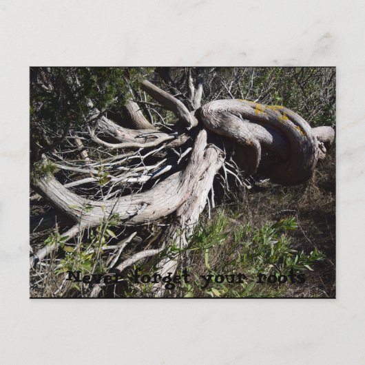 Carte Postale Racines (Devant)