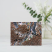 Carte Postale "Racines" Arbres noués, aiguilles de pin, sol fore (Debout devant)