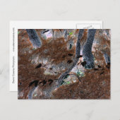 Carte Postale "Racines" Arbres noués, aiguilles de pin, sol fore (Devant / Derrière)