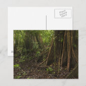 Carte Postale Racines contreforts. Forêt tropicale, Mapari Rupun (Devant / Derrière)
