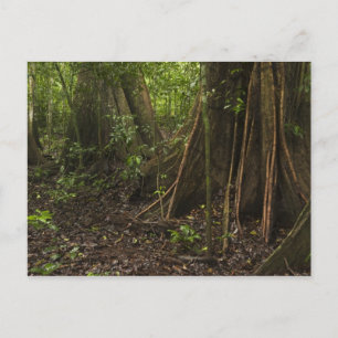 Carte Postale Racines contreforts. Forêt tropicale, Mapari Rupun