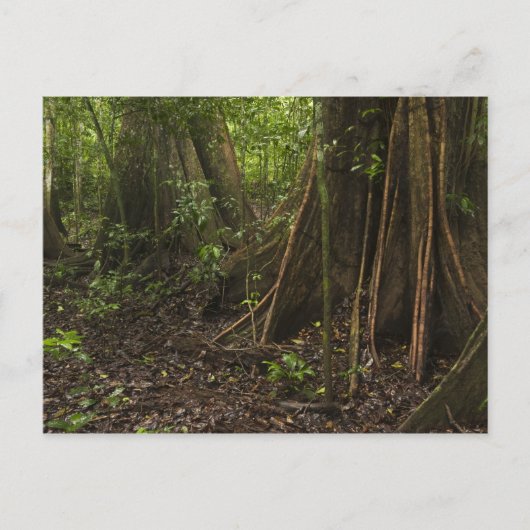 Carte Postale Racines contreforts. Forêt tropicale, Mapari Rupun (Devant)