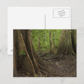 Carte Postale Racines contreforts. Forêt tropicale, Mapari Rupun (Devant / Derrière)