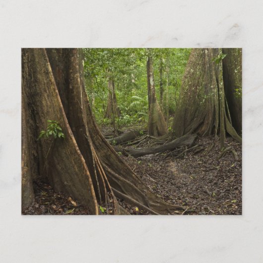 Carte Postale Racines contreforts. Forêt tropicale, Mapari Rupun (Devant)