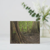 Carte Postale Racines contreforts. Forêt tropicale, Mapari Rupun (Debout devant)