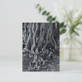 Carte Postale Racines de figuiers de la baie de Moreton (Debout devant)