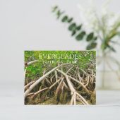 Carte Postale Racines de la mangrove, marais, Everglades (Debout devant)