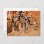 Carte Postale Racines de l'arbre (Devant / Derrière)