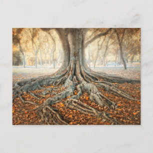 Carte Postale Racines de l'arbre antique
