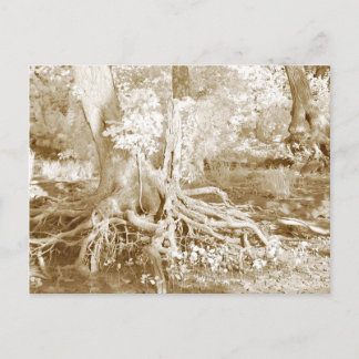 Carte Postale Racines infrarouges