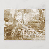 Carte Postale Racines infrarouges (Devant)