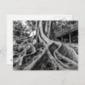 Carte Postale Racines massives de caoutchouc (Devant / Derrière)