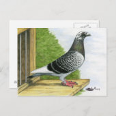 Carte Postale Racing Homer sur le Landing Board (Devant / Derrière)