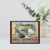 Carte Postale Racing Homers à Loft (Debout devant)