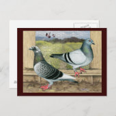 Carte Postale Racing Homers à Loft (Devant / Derrière)