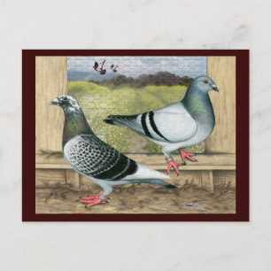 Carte Postale Racing Homers à Loft