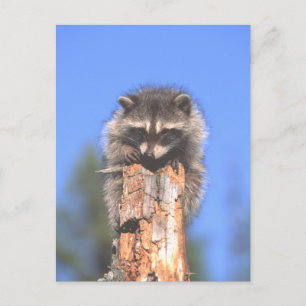 Carte Postale Racon sur Stump