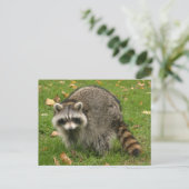 Carte Postale Racoon (Debout devant)