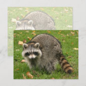 Carte Postale Racoon (Devant / Derrière)