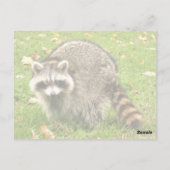 Carte Postale Racoon (Dos)