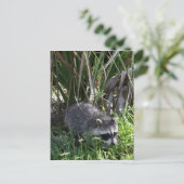 Carte postale Racoon Baby (Debout devant)