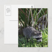 Carte postale Racoon Baby (Devant / Derrière)