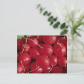 Carte Postale Radis photo (Debout devant)