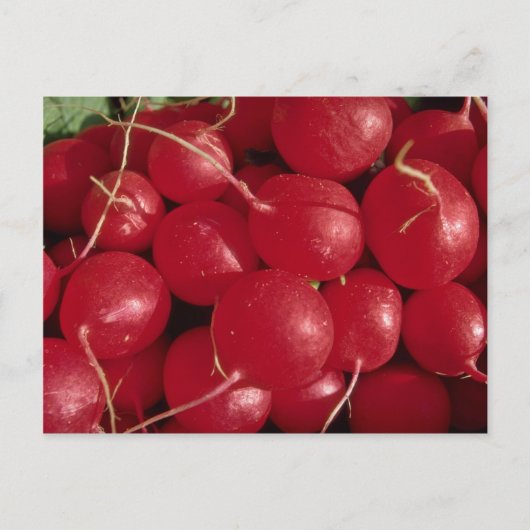 Carte Postale Radis photo (Devant)