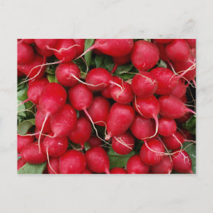 Carte postale Radis rouges frais