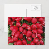 Carte postale Radis rouges frais (Devant / Derrière)