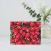 Carte postale Radis rouges frais (Debout devant)