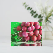 Carte Postale Radish (Debout devant)