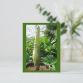 Carte Postale Rafflesia arnoldii (Debout devant)