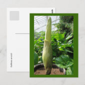 Carte Postale Rafflesia arnoldii (Devant / Derrière)