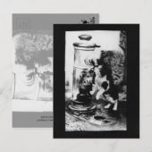 Carte Postale Rafraîchissement des chats dans la fontaine (Devant / Derrière)