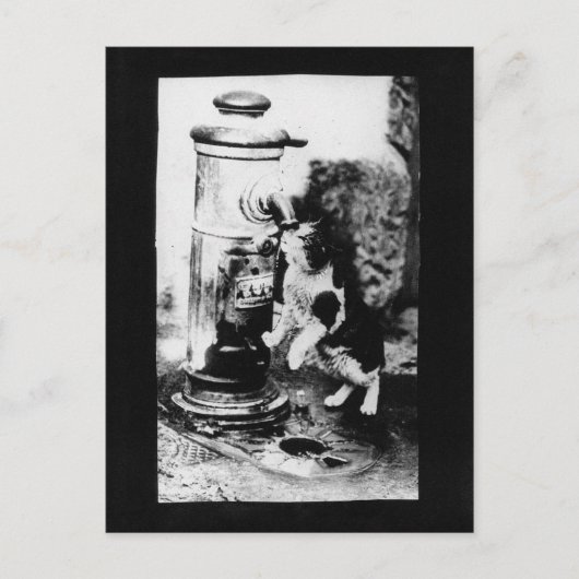 Carte Postale Rafraîchissement des chats dans la fontaine (Devant)