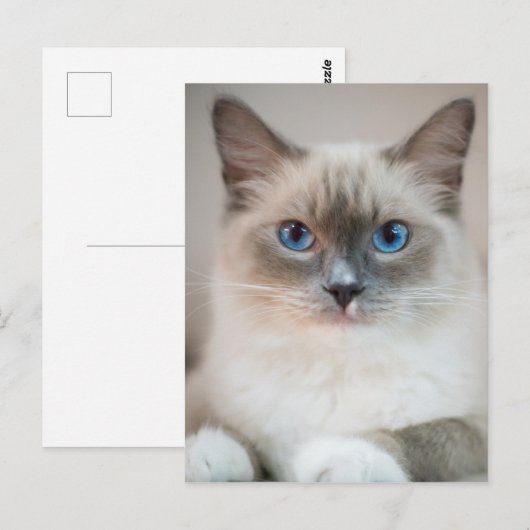 Carte Postale Ragdoll bleu ‎ chat (Devant / Derrière)