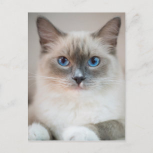 Carte Postale Ragdoll bleu ‎ chat