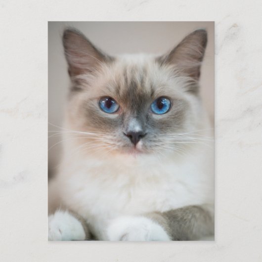 Carte Postale Ragdoll bleu ‎ chat (Devant)