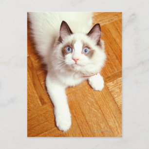 Carte Postale Ragdoll chat à l'étage, vue en hauteur
